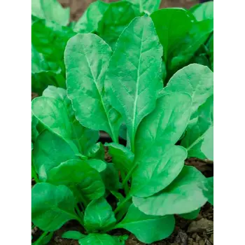 spinach (19)-1922353-77010.webp